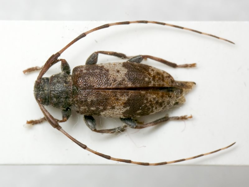 Leiopus nebulosus (Linnaeus, 1758)